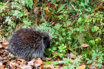 A small north American porcupine sitting in leaves and wild plants in Warren County, Pennsylvania, USA in fall