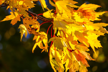 Colorful beautiful maple leaves in autumn, St-Bruno, Quebec, Canada
