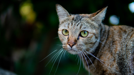 Cat playing in the garden
