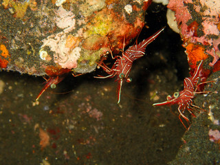 On the ocean floor below 15 meters deep sea There is a small shrimp on the rock.