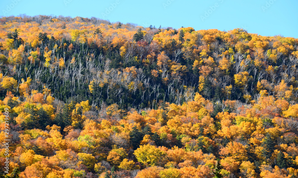 Poster autumn mountain forest with colorful trees