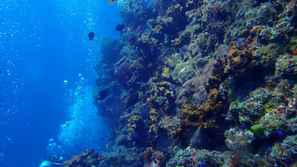 Naklejka na ściany i meble On the ocean floor below 15 meters deep sea There is a diver floating, watching fish under the sea.