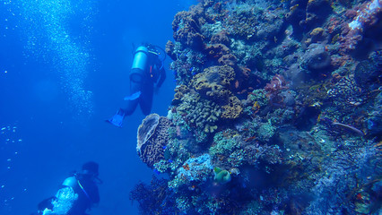 On the ocean floor below 15 meters deep sea There is a diver floating, watching fish under the sea.