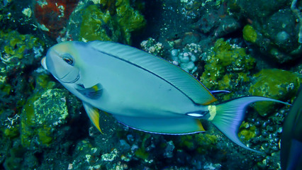Fototapeta na wymiar On the ocean floor below 15 meters deep with fish swimming for food.