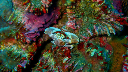 On the ocean floor below 15 meters deep sea There are small, bright crabs on the stone.