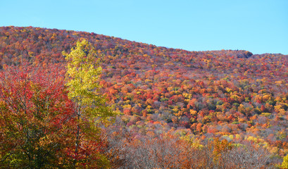 autumn mountain forest with colorful trees