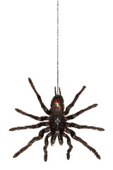 Black hanging tarantula spider handing from its web isolated on white