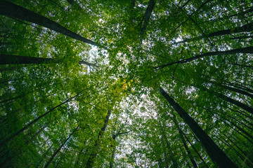 Fisheye view of tall trees in a forest