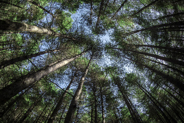 Beautiful daytime landscape in pine forest in Azebraijan. Fish-eye lens shot