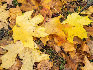 Orange and yellow fallen maple leaves in the sunlight.