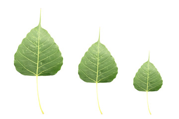 The difference size green Bodhi leaf isolated on white background with space for text.