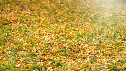 Fallen yellow and orange autumn birch leaves on green grass on the ground. Autumn horizontal background with dried leaves in the sunlight.