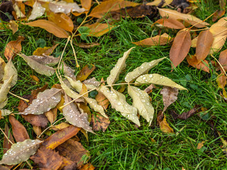 Fallen yellow and orange autumn maple leaves on green grass on the ground. Autumn horizontal background with dried leaves in the sunlight.
