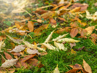 Fallen yellow and orange autumn maple leaves on green grass on the ground. Autumn horizontal background with dried leaves in the sunlight.