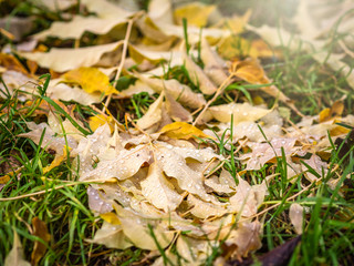 Orange and yellow maple fallen leaves with dew drops on green grass. Autumn horizontal background with dried leaves in the sunlight.