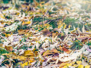 Orange and yellow maple fallen leaves with dew drops on green grass. Autumn horizontal background with dried leaves in the sunlight.