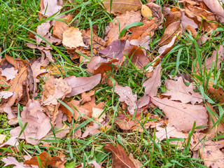 Orange, brown and yellow oak fallen leaves with dew drops on green grass. Autumn horizontal background with dried leaves in the sunlight.
