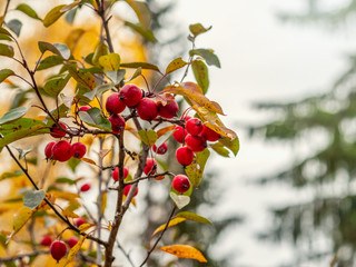Bright red small wild apples among the yellow leaves in autumn. Small autumn apples among the yellowing foliage