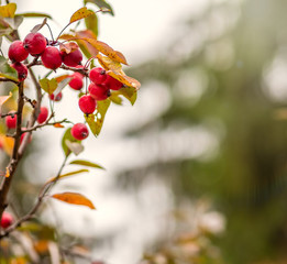 Bright red small wild apples among the yellow leaves in autumn. Small autumn apples among the yellowing foliage