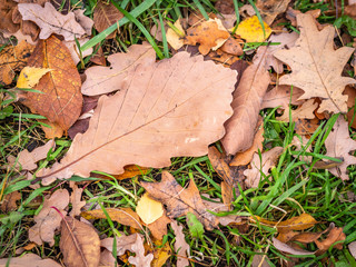 Orange, brown and yellow fallen oak leaves on green grass. Autumn horizontal background with dried leaves in the sunlight.