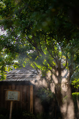 View of a Japanese-style natural garden with bamboo trees