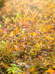 Branches with orange, green and yellow leaves in the autumn park. Nature background