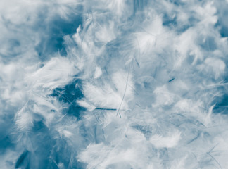 Beautiful abstract pink and purple feathers on darkness background and colorful soft white blue feather texture pattern