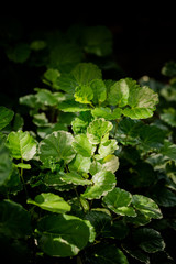 leaves of tree with drops of water