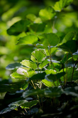 green leaves of a tree © Nurdeen