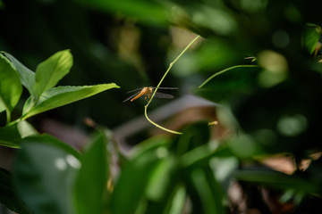  dragonfly on a leaf