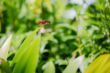 ladybird on green grass
