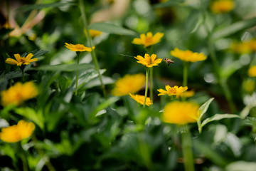Obraz premium yellow flowers in garden