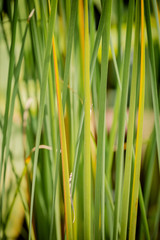 grass on green background