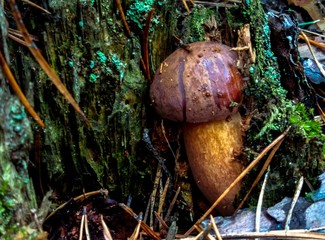 PODGRZYBEK © tanex82