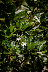 Obraz premium green leaves of a tree in spring