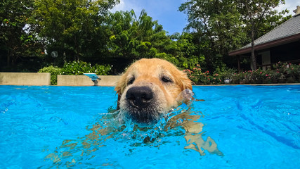 Golden Retriever Dog Exercises in Swimming Pool (Under Water)