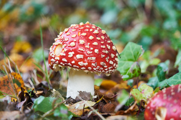 Champignon vénéneux , amanite tue mouche .
