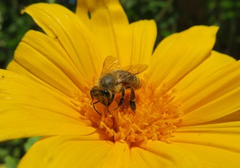Bee on yellow heliopsis flower in Florida nature, closeup