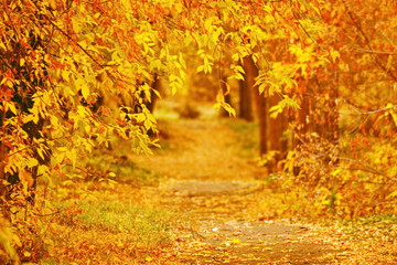 Beautiful autumn alley in the Park with bright orange, red and yellow leaves of trees and a path covered with Golden fallen foliage. Horizontal frame