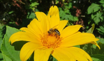 Bee on yellow heliopsis flower in Florida nature, closeup 