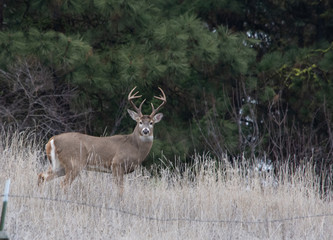 mule deer buck