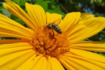 Bee on a beautiful yellow flower in Florida nature