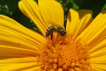 Bee on yellow flower in Florida nature, closeup