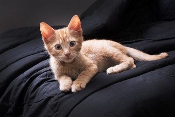 Red kitten plays on a dark background. Color Orange Tabby Secondary Color