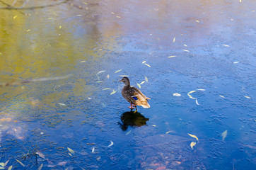 Duck on the ice of a frozen lake.