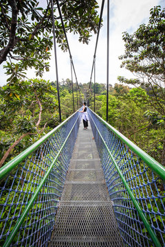 People Walking Over The Forest Through A Tree Top Walk In Singapore