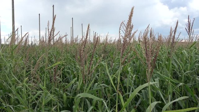Kharkov, Ukraine - 12th of August 2019: 4K Corn field and concrete posts of the deserted ionospheric observatory