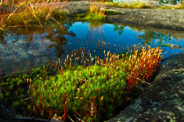 pond with water lilies