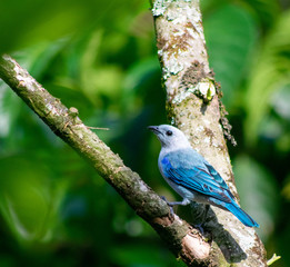 blue bird on a branch