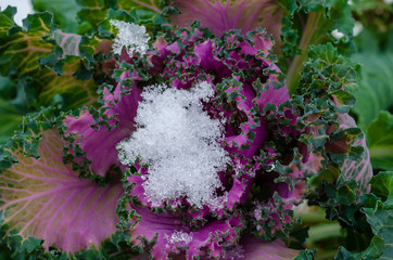 Decorative cabbage Brassica under the snow.
